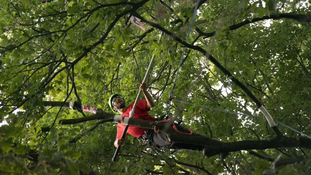 I campionati di Treeclimbing