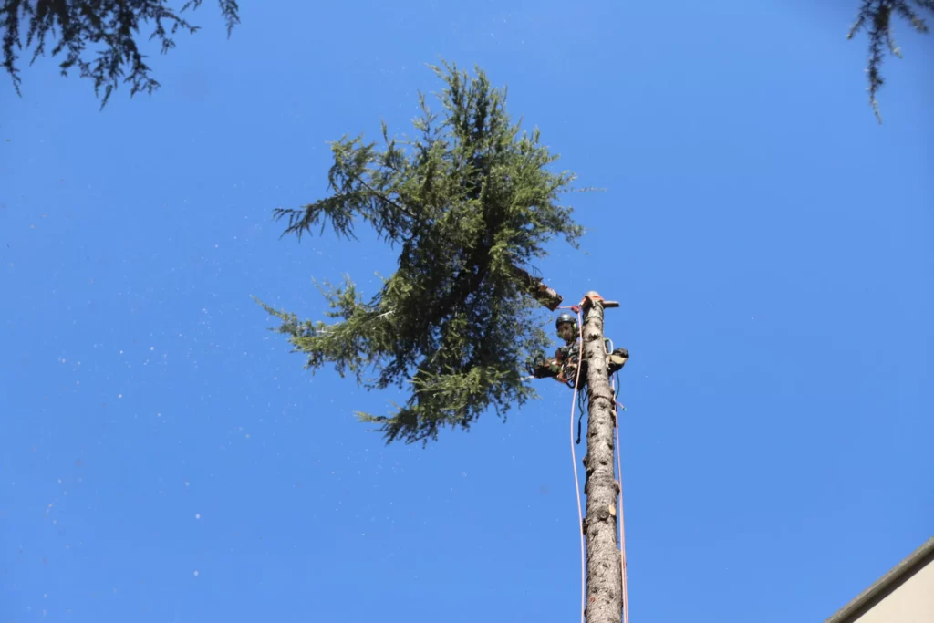 Tecnica e Metodo: Abbattimento controllato alberi ad alto fusto