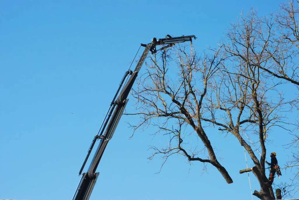 Tecnica e Metodo: Abbattimento alberi con autogrù